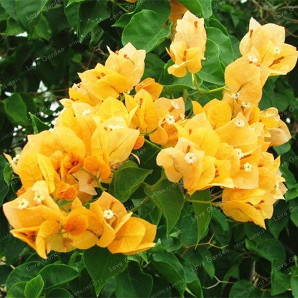 100 Pcs/Bag Bougainvillea plant Perennial Flower plant Colorful Bougainvillea Spectabilis Willd plant Garden Bonsai Pot Plant - Image 3