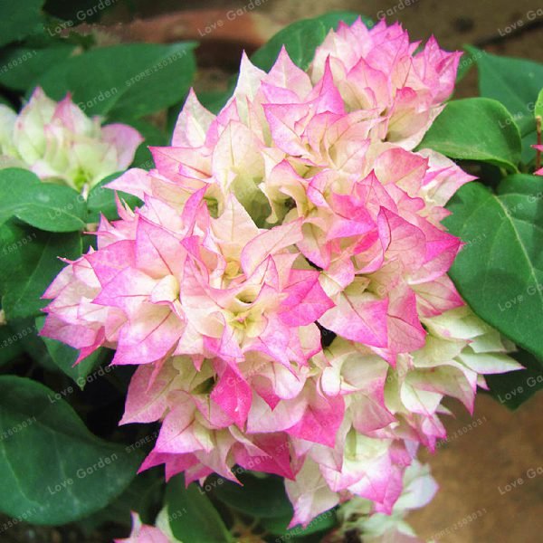 100 Pcs/Bag Bougainvillea plant Perennial Flower plant Colorful Bougainvillea Spectabilis Willd plant Garden Bonsai Pot Plant - Image 4