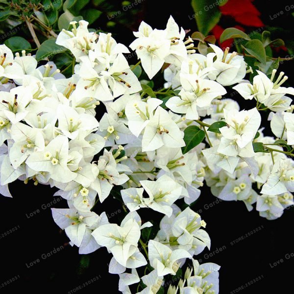 100 Pcs/Bag Bougainvillea plant Perennial Flower plant Colorful Bougainvillea Spectabilis Willd plant Garden Bonsai Pot Plant - Image 6