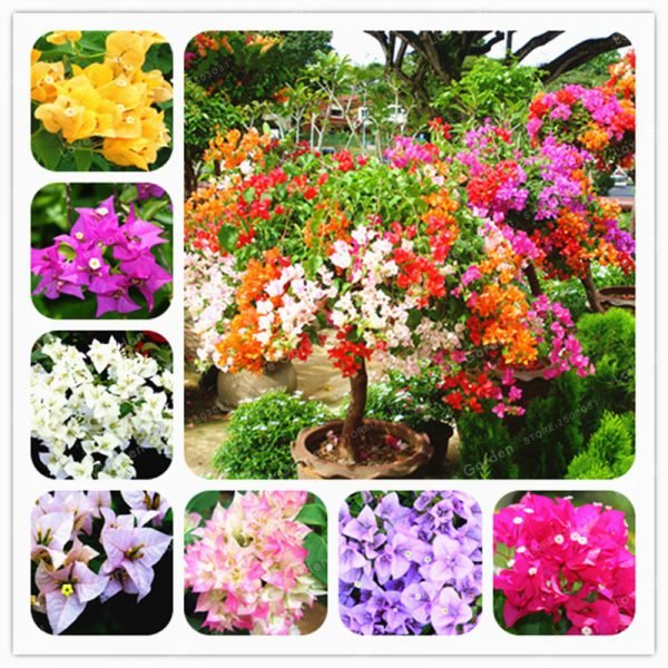 100 Pcs/Bag Bougainvillea plant Perennial Flower plant Colorful Bougainvillea Spectabilis Willd plant Garden Bonsai Pot Plant