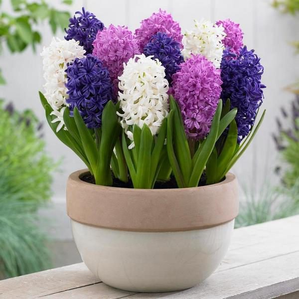 100pcs Hyacinth Bonsai Perennial Hyacinth potted plant Indoor Plant Easy Grow In Pots Bonsai plant flower for home garden - Image 5