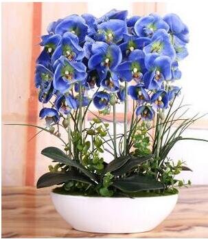 200pcs Phalaenopsis Orchid plants Bonsai Hydroponic Flower plants For Four Seasons Potted Plants * Jardin Garden Flores Sementes - Image 2