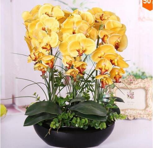 200pcs Phalaenopsis Orchid plants Bonsai Hydroponic Flower plants For Four Seasons Potted Plants * Jardin Garden Flores Sementes - Image 3