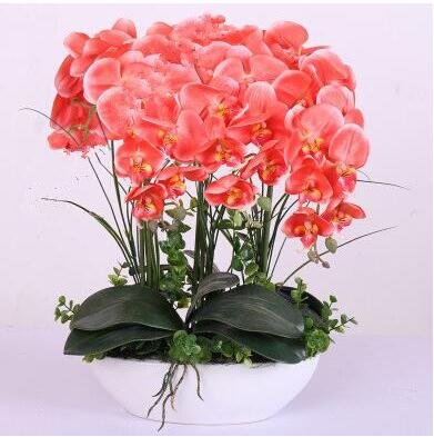 200pcs Phalaenopsis Orchid plants Bonsai Hydroponic Flower plants For Four Seasons Potted Plants * Jardin Garden Flores Sementes - Image 4