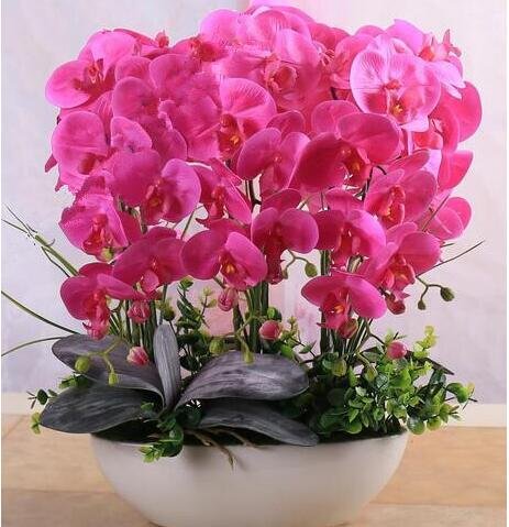 200pcs Phalaenopsis Orchid plants Bonsai Hydroponic Flower plants For Four Seasons Potted Plants * Jardin Garden Flores Sementes - Image 5