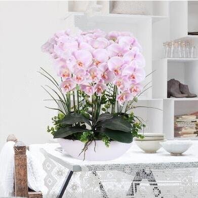 200pcs Phalaenopsis Orchid plants Bonsai Hydroponic Flower plants For Four Seasons Potted Plants * Jardin Garden Flores Sementes - Image 6