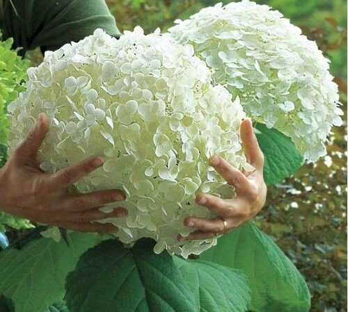 5Pcs Hydrangea bonsai plants, indoor flowers, potted plants, all kinds of colors, easy to plant gardening decoration.