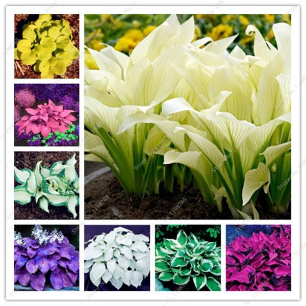 Bonsai 100 Pcs Mixed Hosta Bonsai Jardin Perennials Lily Flower Pot Bonsai White Lace Diy Home Garden Ground Cover Garden Plant