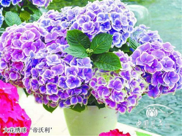 Bonsai 50 Pcs Multiple Color Choice Hydrangea Bonsai Perennial Flower Plant Hydrangea Balcony Ornamental Garden Decoration Plant - Image 2