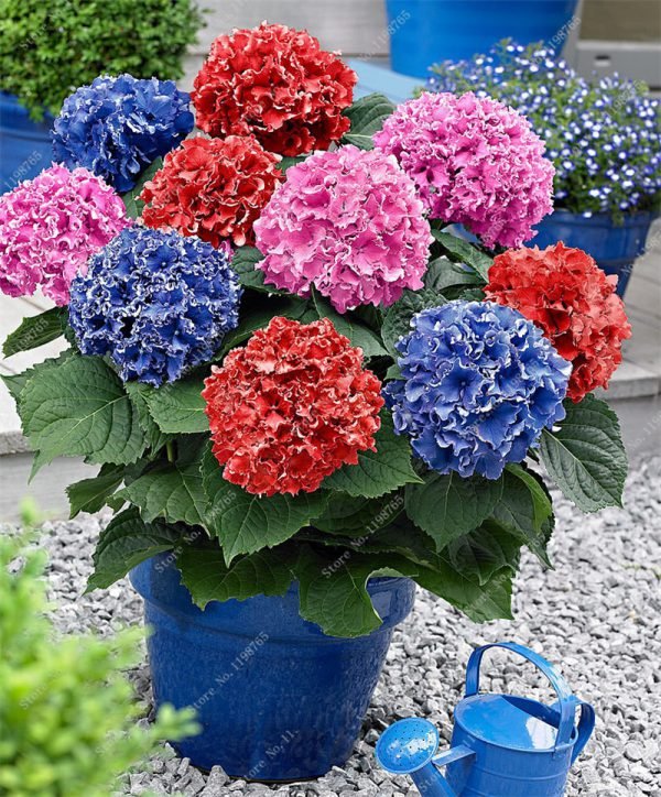 Bonsai 50 Pcs Multiple Color Choice Hydrangea Bonsai Perennial Flower Plant Hydrangea Balcony Ornamental Garden Decoration Plant - Image 4