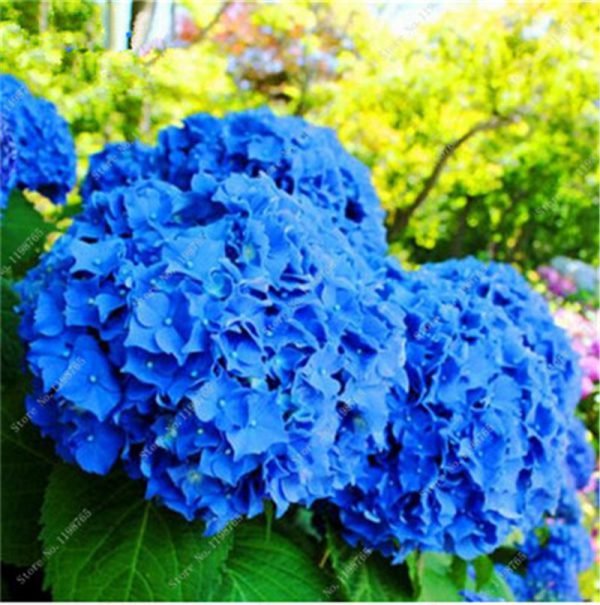 Bonsai 50 Pcs Multiple Color Choice Hydrangea Bonsai Perennial Flower Plant Hydrangea Balcony Ornamental Garden Decoration Plant - Image 5