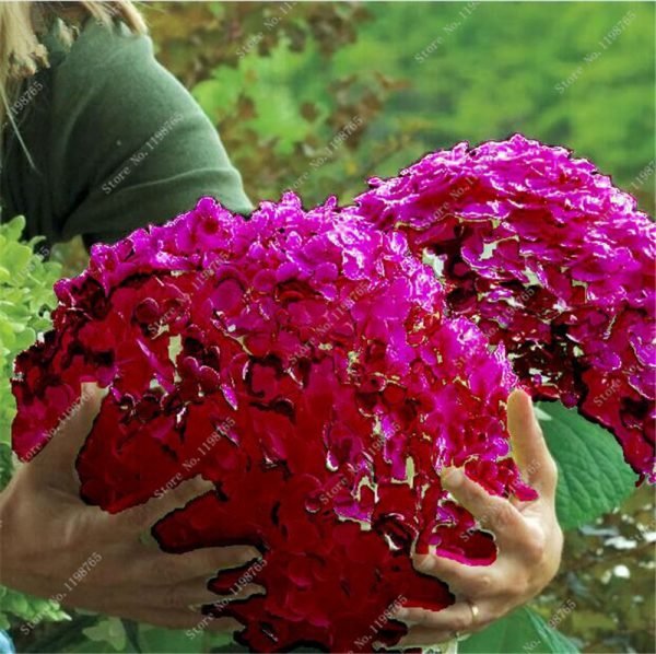 Bonsai 50 Pcs Multiple Color Choice Hydrangea Bonsai Perennial Flower Plant Hydrangea Balcony Ornamental Garden Decoration Plant - Image 6