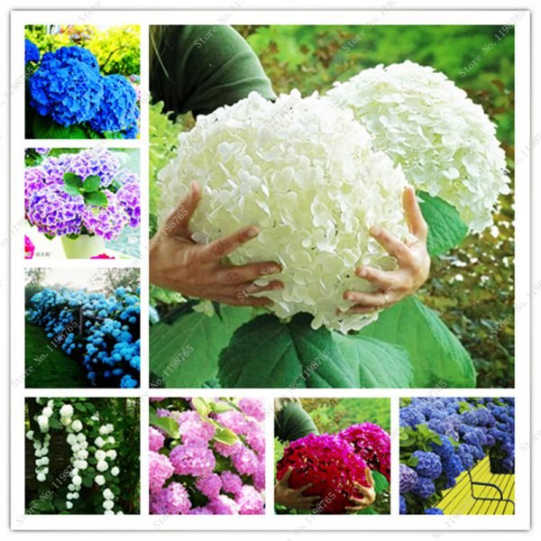 Bonsai 50 Pcs Multiple Color Choice Hydrangea Bonsai Perennial Flower Plant Hydrangea Balcony Ornamental Garden Decoration Plant