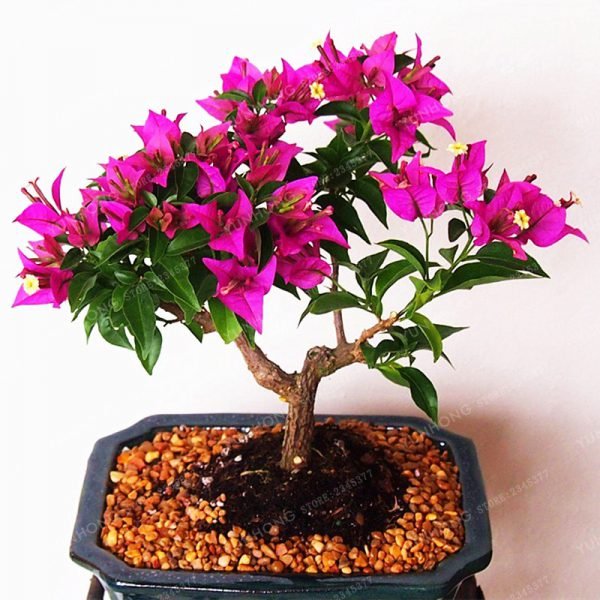 Bougainvillea bonsai Colorful Bougainvillea Spectabilis Willd plant Perennial Flower plant Garden Bonsai Pot Plant 100 Pcs/Bag - Image 4