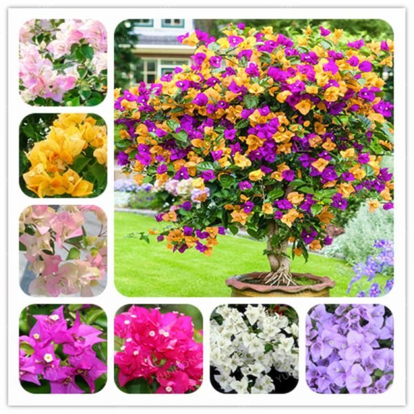 Bougainvillea bonsai Colorful Bougainvillea Spectabilis Willd plant Perennial Flower plant Garden Bonsai Pot Plant 100 Pcs/Bag