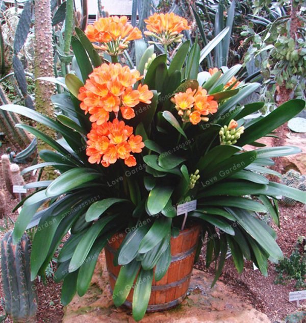 Hot-Sale-Clivia-Miniata-plant-Gorgeous-Bonsai-Rare-Bush-lily-Flower-Bonsai-DIY-Home-Garden-With-1.jpg