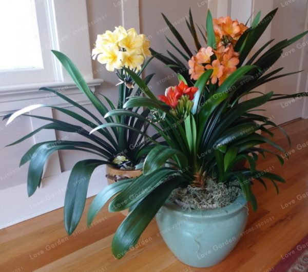 Hot-Sale-Clivia-Miniata-plant-Gorgeous-Bonsai-Rare-Bush-lily-Flower-Bonsai-DIY-Home-Garden-With-2.jpg