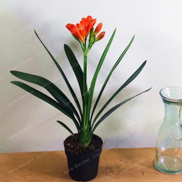 Hot-Sale-Clivia-Miniata-plant-Gorgeous-Bonsai-Rare-Bush-lily-Flower-Bonsai-DIY-Home-Garden-With-3.jpg