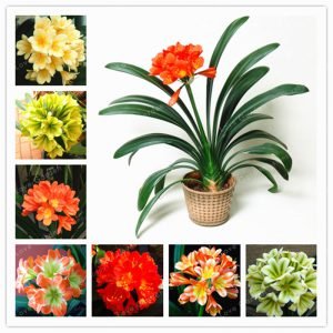 Hot Sale Clivia Miniata plant Gorgeous Bonsai Rare Bush lily Flower Bonsai DIY Home Garden With High Ornamental Value 100 Pcs
