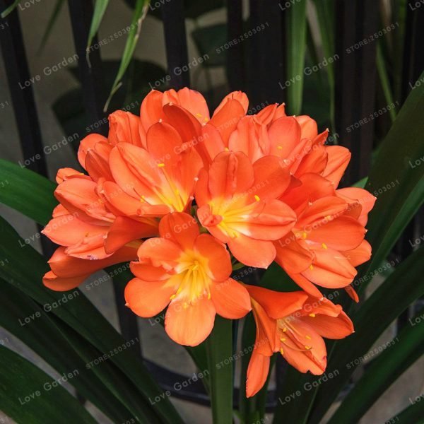 Hot-Sale-Clivia-Miniata-plant-Gorgeous-Bonsai-Rare-Bush-lily-Flower-Bonsai-DIY-Home-Garden-With-4.jpg