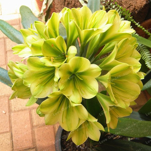 Hot-Sale-Clivia-Miniata-plant-Gorgeous-Bonsai-Rare-Bush-lily-Flower-Bonsai-DIY-Home-Garden-With-5.jpg