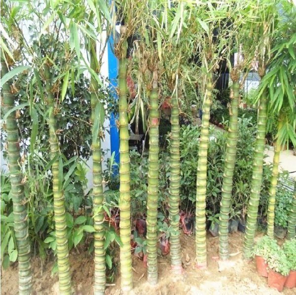 Rare Bamboo Bonsai Decorative Garden Bambusa Ventricosa Bonsai herb Bonsai Plant For DIY Home Garden 50 Pcs/Bag - Image 3