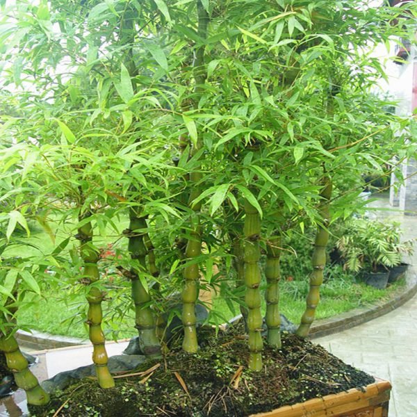 Rare Bamboo Bonsai Decorative Garden Bambusa Ventricosa Bonsai herb Bonsai Plant For DIY Home Garden 50 Pcs/Bag - Image 4