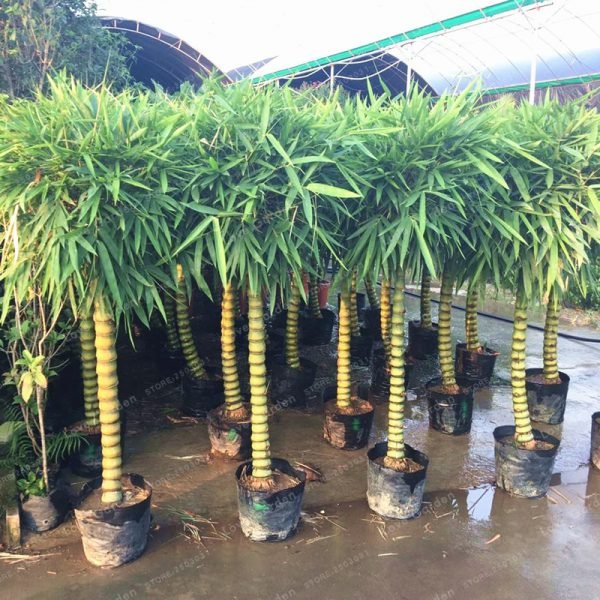 Rare Bamboo Bonsai Decorative Garden Bambusa Ventricosa Bonsai herb Bonsai Plant For DIY Home Garden 50 Pcs/Bag