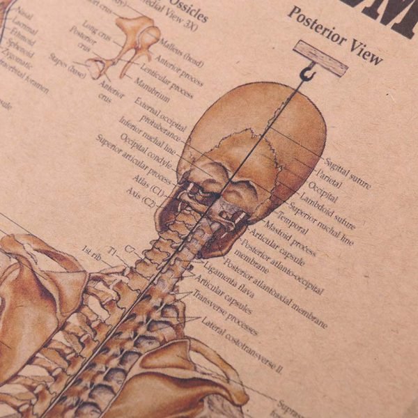 TIE LER The Skeleton of The Body Structure Nervous System Poster Bar Home Decor Retro Kraft Paper Painting 42x29cm Wall Sticker - Image 3