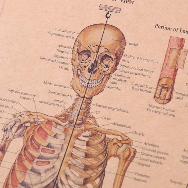 TIE LER The Skeleton of The Body Structure Nervous System Poster Bar Home Decor Retro Kraft Paper Painting 42x29cm Wall Sticker - Image 4