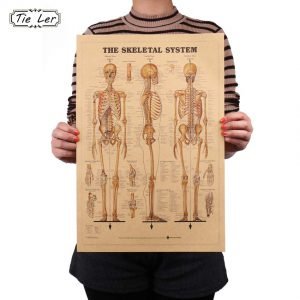 TIE LER The Skeleton of The Body Structure Nervous System Poster Bar Home Decor Retro Kraft Paper Painting 42x29cm Wall Sticker