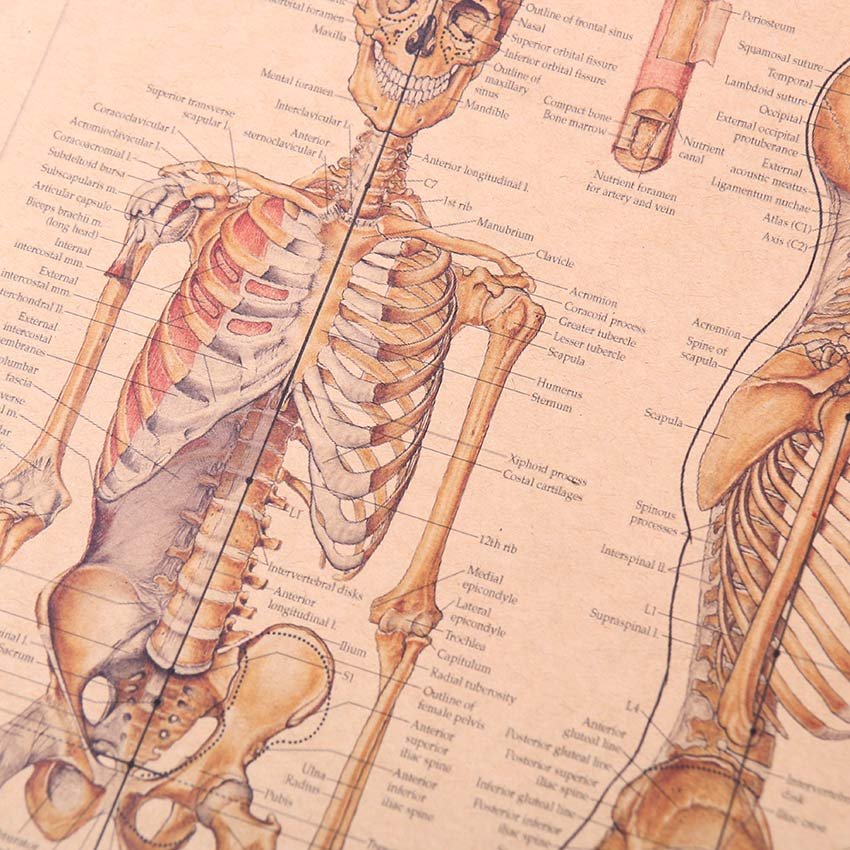 TIE LER The Skeleton of The Body Structure Nervous System Poster Bar Home Decor Retro Kraft Paper Painting 42x29cm Wall Sticker - Image 6