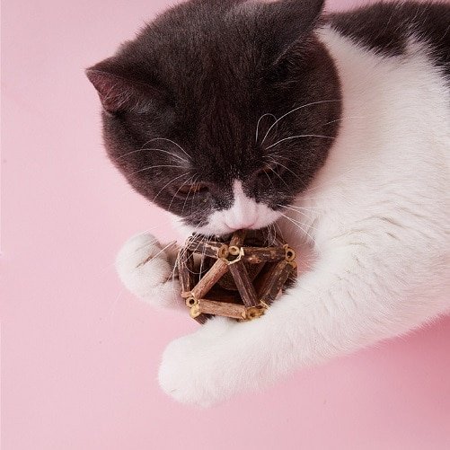 15/20pcs Cat Cleaning Teeth Natural Catnip Pet Cat Molar Toothpaste Stick Matatabi Actinidia Fruit Silvervine Cat Snacks Sticks - Image 2