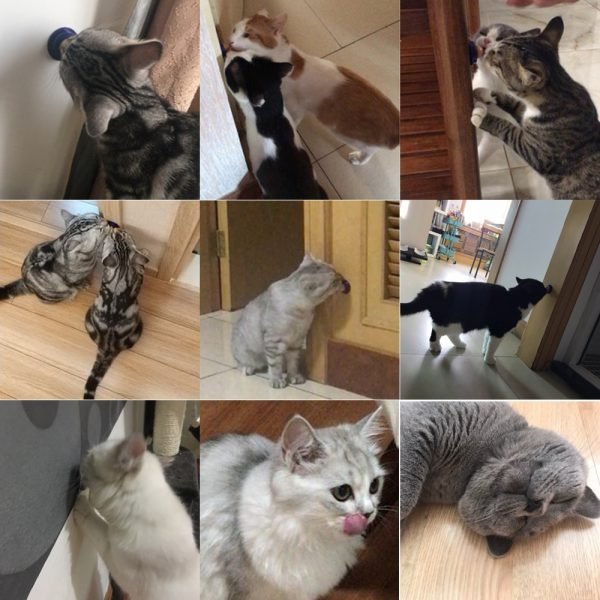 Natural Catnip Toys For Cats Crazy Healthy Cat Toys For Kitten Edible Treating Cleaning Teeth Cat Supplies Pet Toy Pet Products - Image 2