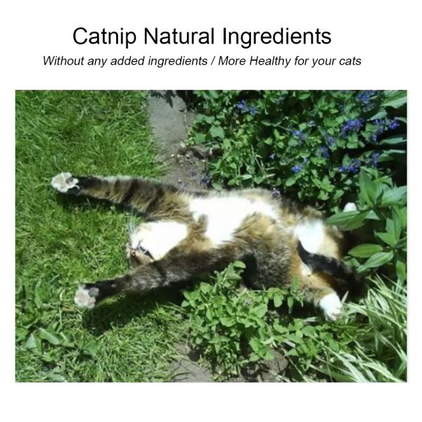 Natural Catnip Toys For Cats Crazy Healthy Cat Toys For Kitten Edible Treating Cleaning Teeth Cat Supplies Pet Toy Pet Products - Image 5